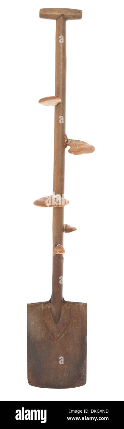 old spade with fungus on white background Stock Photo