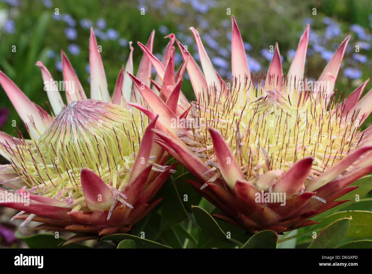 Protea cynaroides (national flower of South Africa) in bloom, Hermanus, South Africa Stock Photo