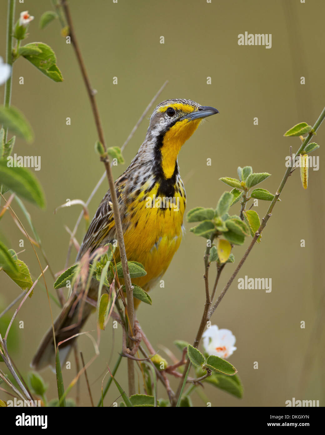 Yellow-throated longclaw (Macronyx croceus), Serengeti National Park, Tanzania, East Africa, Africa Stock Photo