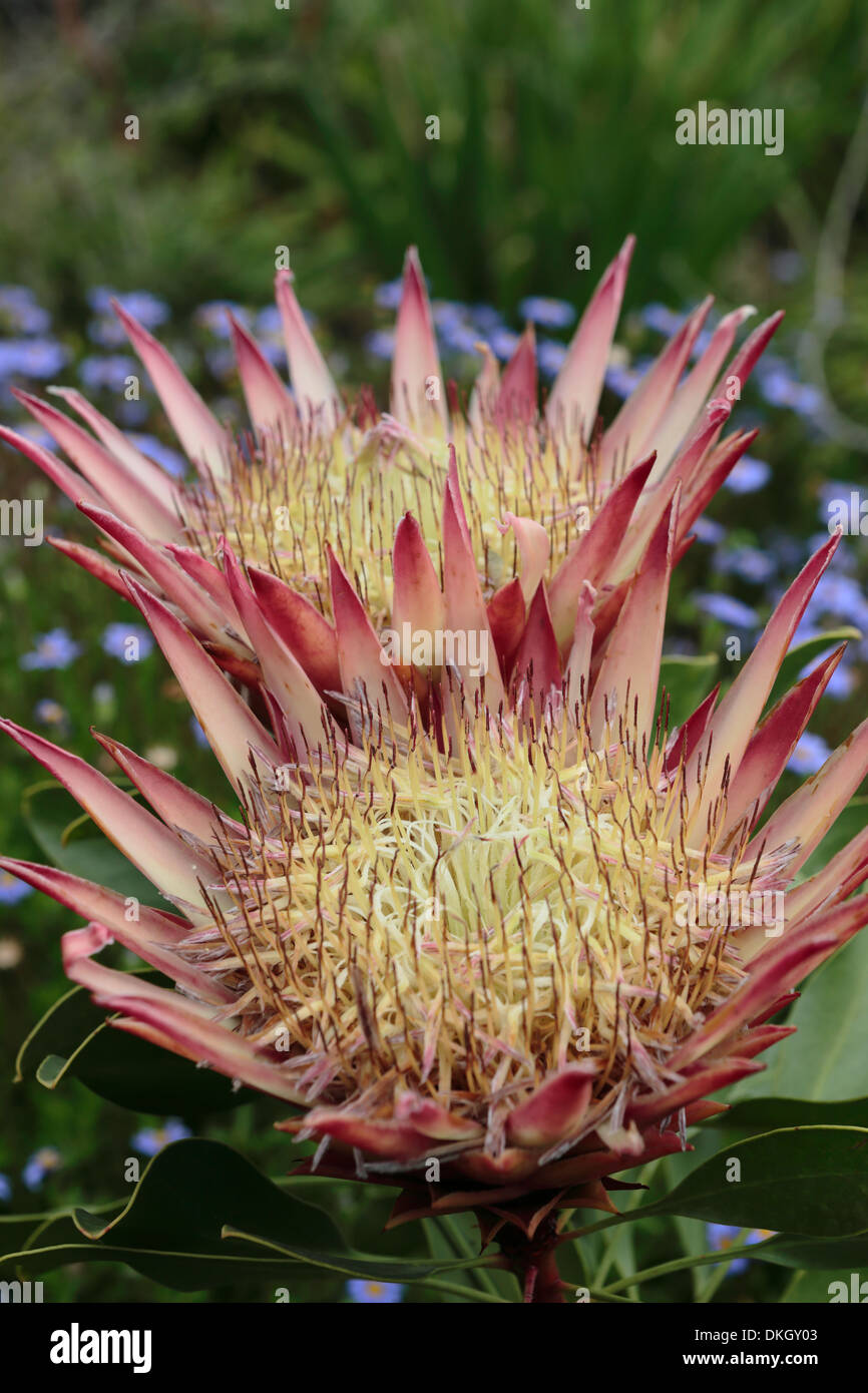 Protea cynaroides (national flower of South Africa) in bloom, Hermanus, South Africa Stock Photo