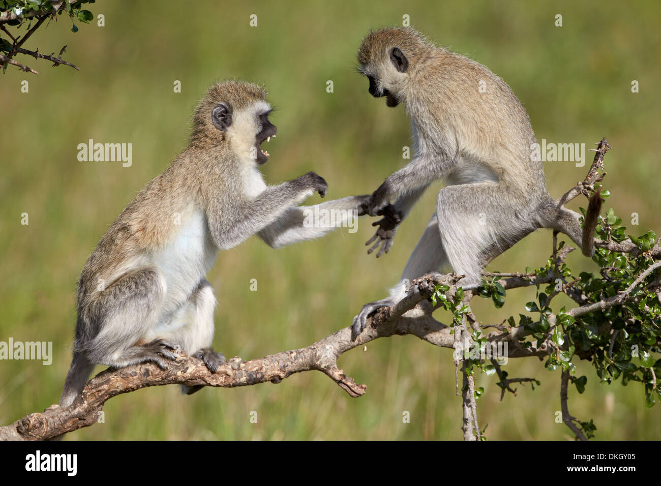 Two vervet monkeys (Chlorocebus aethiops) playing, Serengeti National Park, Tanzania, East Africa, Africa Stock Photo