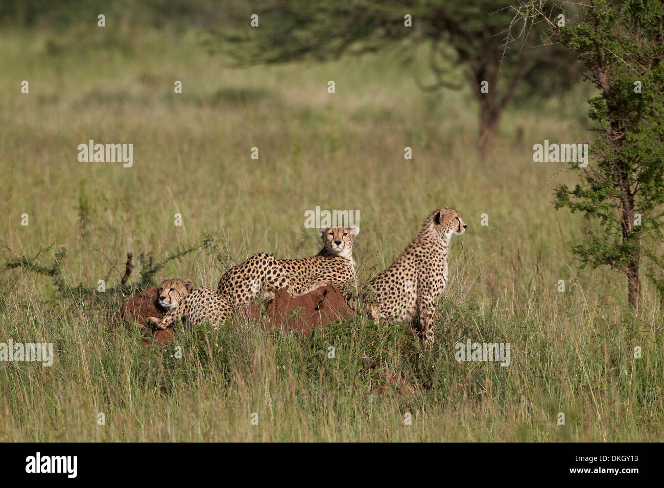 Three cheetah (Acinonyx jubatus), Serengeti National Park, Tanzania, East Africa, Africa Stock Photo