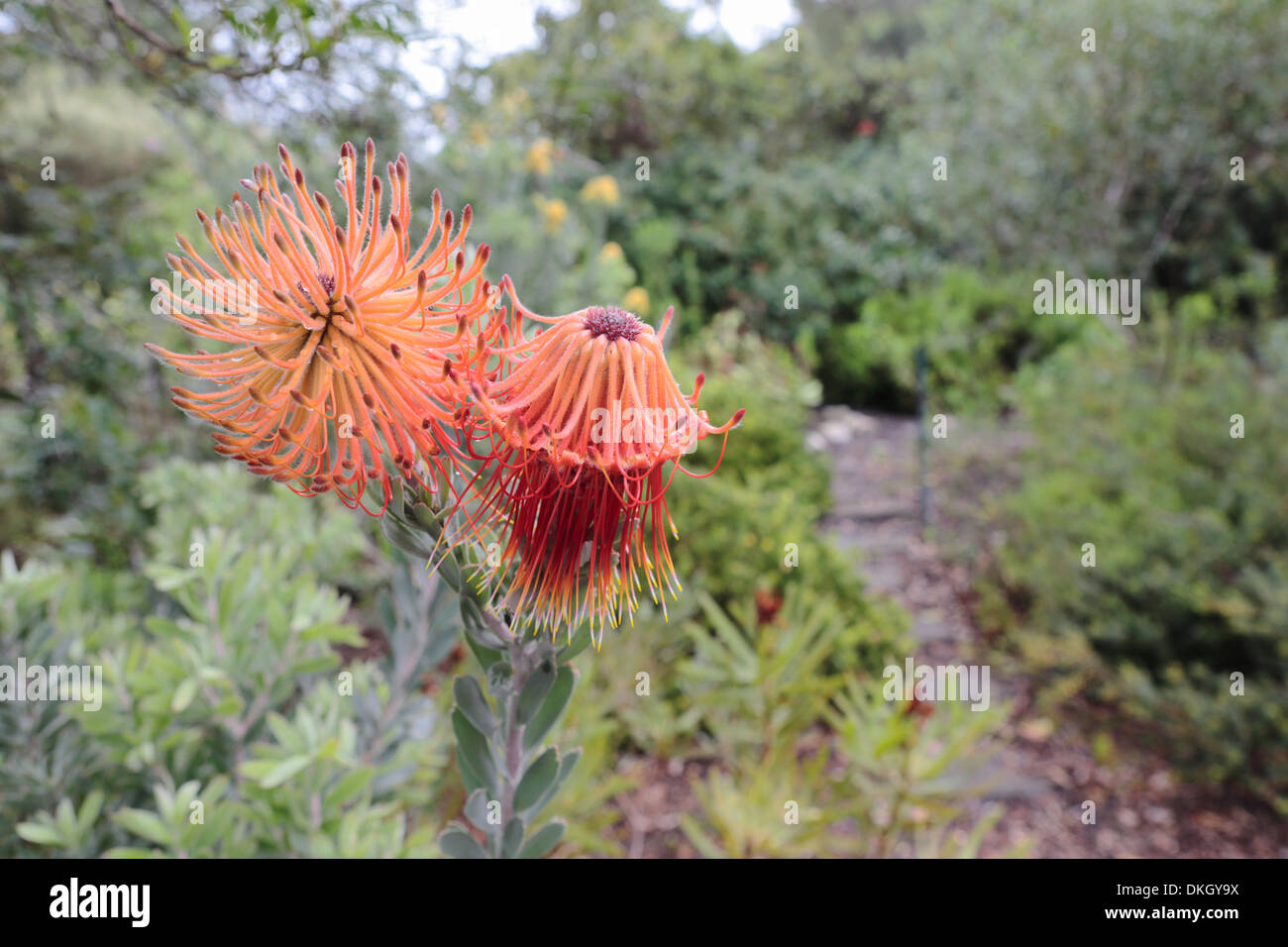 Two Leucospermum (pincushion) flower heads in different stages of development Stock Photo