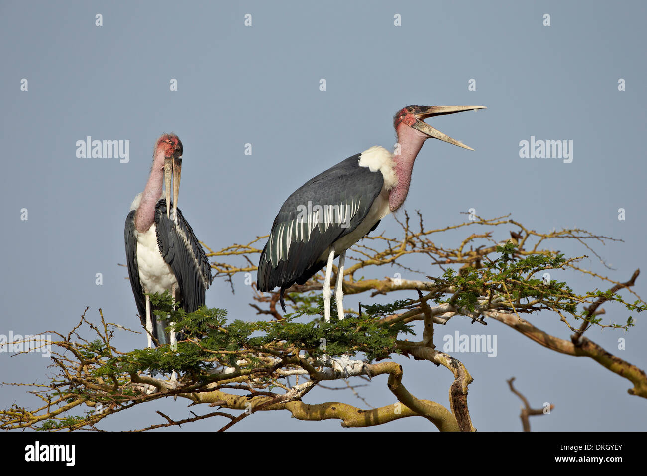 Marabou stork (Leptoptilos crumeniferus), Serengeti National Park, Tanzania, East Africa, Africa Stock Photo