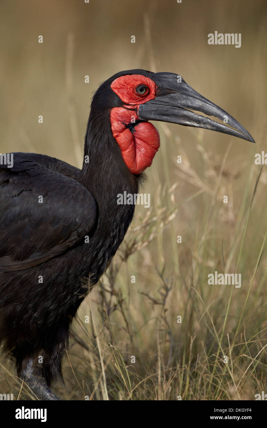Southern Ground-Hornbill or Ground Hornbill (Bucorvus leadbeateri) adult, Serengeti National Park, Tanzania Stock Photo