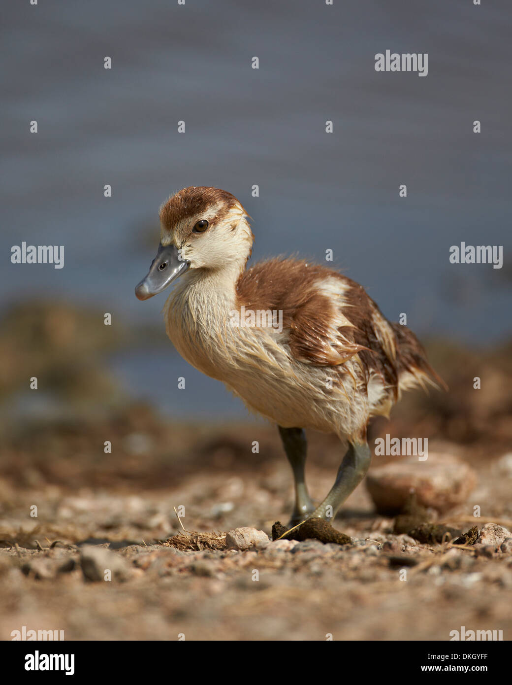 Egyptian goose (Alopochen aegyptiacus) gosling, Serengeti National Park, Tanzania, East Africa, Africa Stock Photo