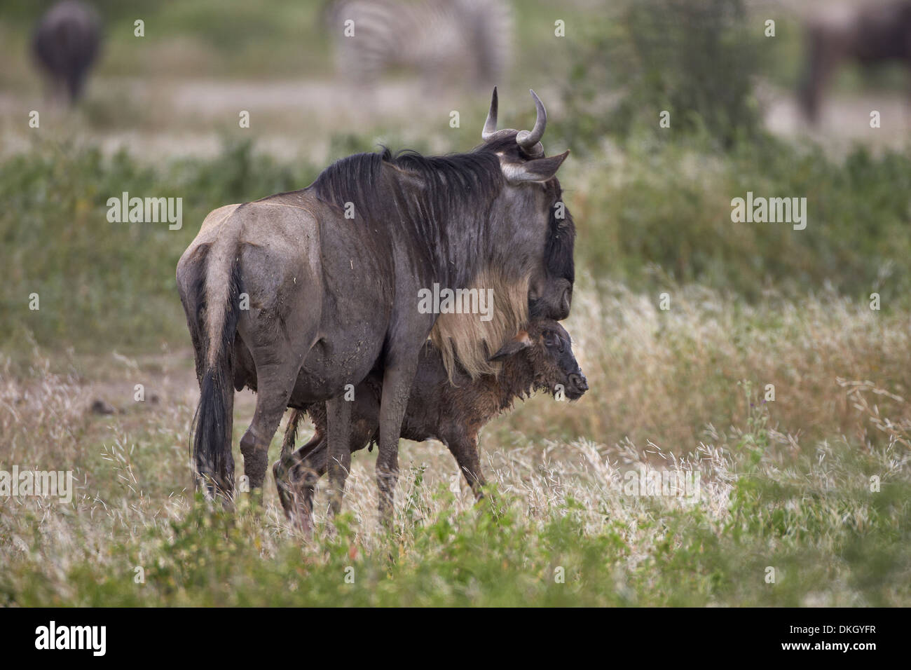 Just-born blue wildebeest (Connochaetes taurinus) standing by its mother, Serengeti National Park, Tanzania, Africa Stock Photo