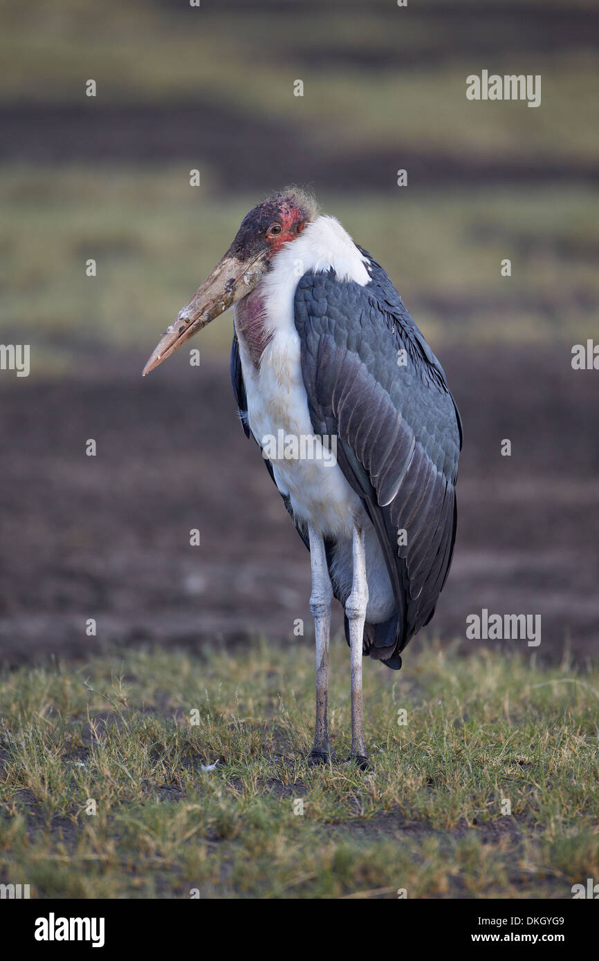 Marabou stork (Leptoptilos crumeniferus), Serengeti National Park, Tanzania, East Africa, Africa Stock Photo