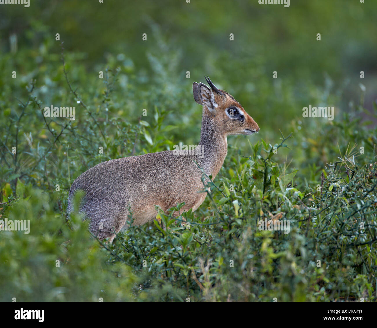 Sonya eshakda sikilib ketdi