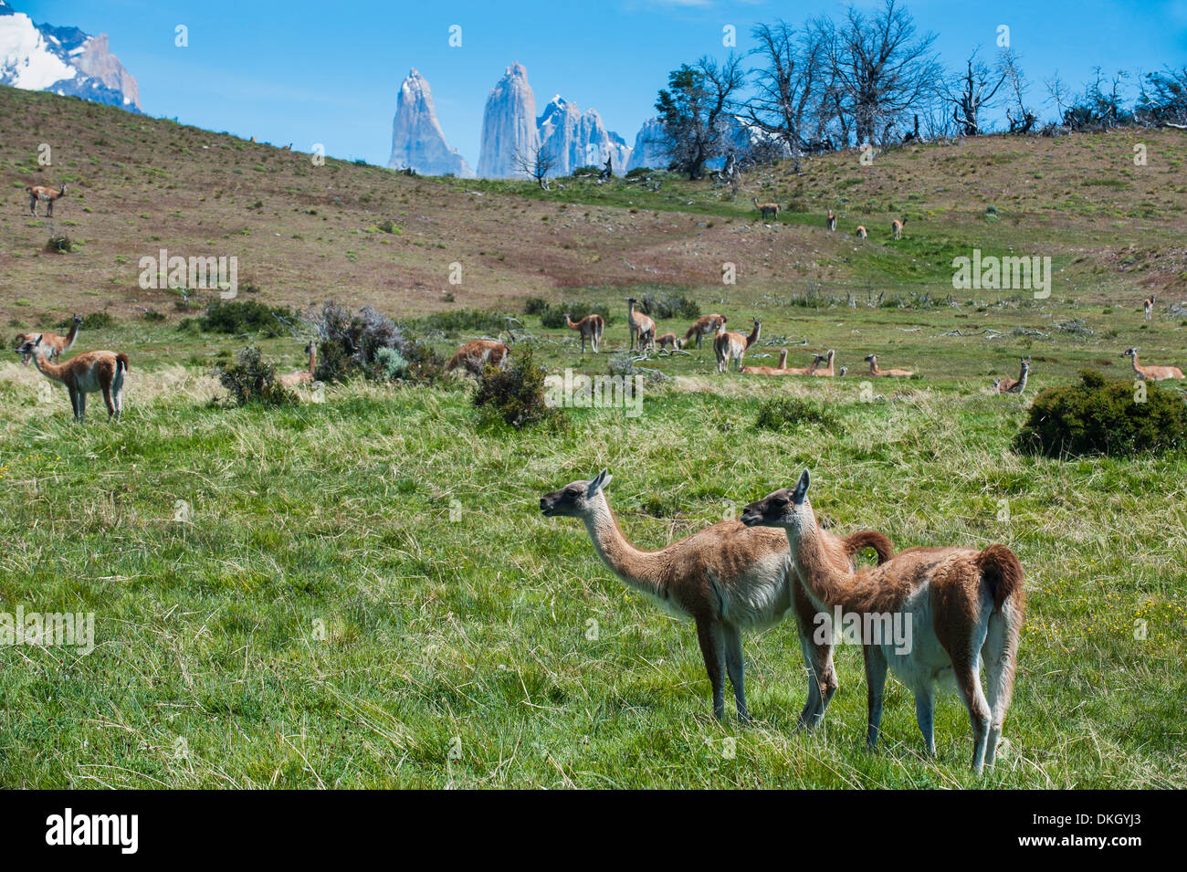Guanakos (Lama Guanicoe), Torres del Paine National Park, Patagonia, Chile, South America Stock Photo