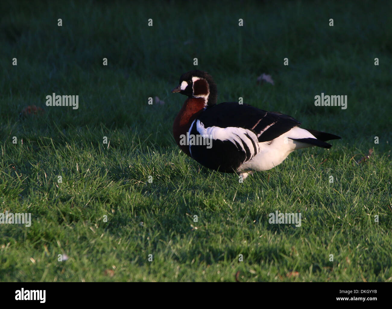 A rare red-breasted Goose (Branta ruficollis) foraging in a meadow Stock Photo