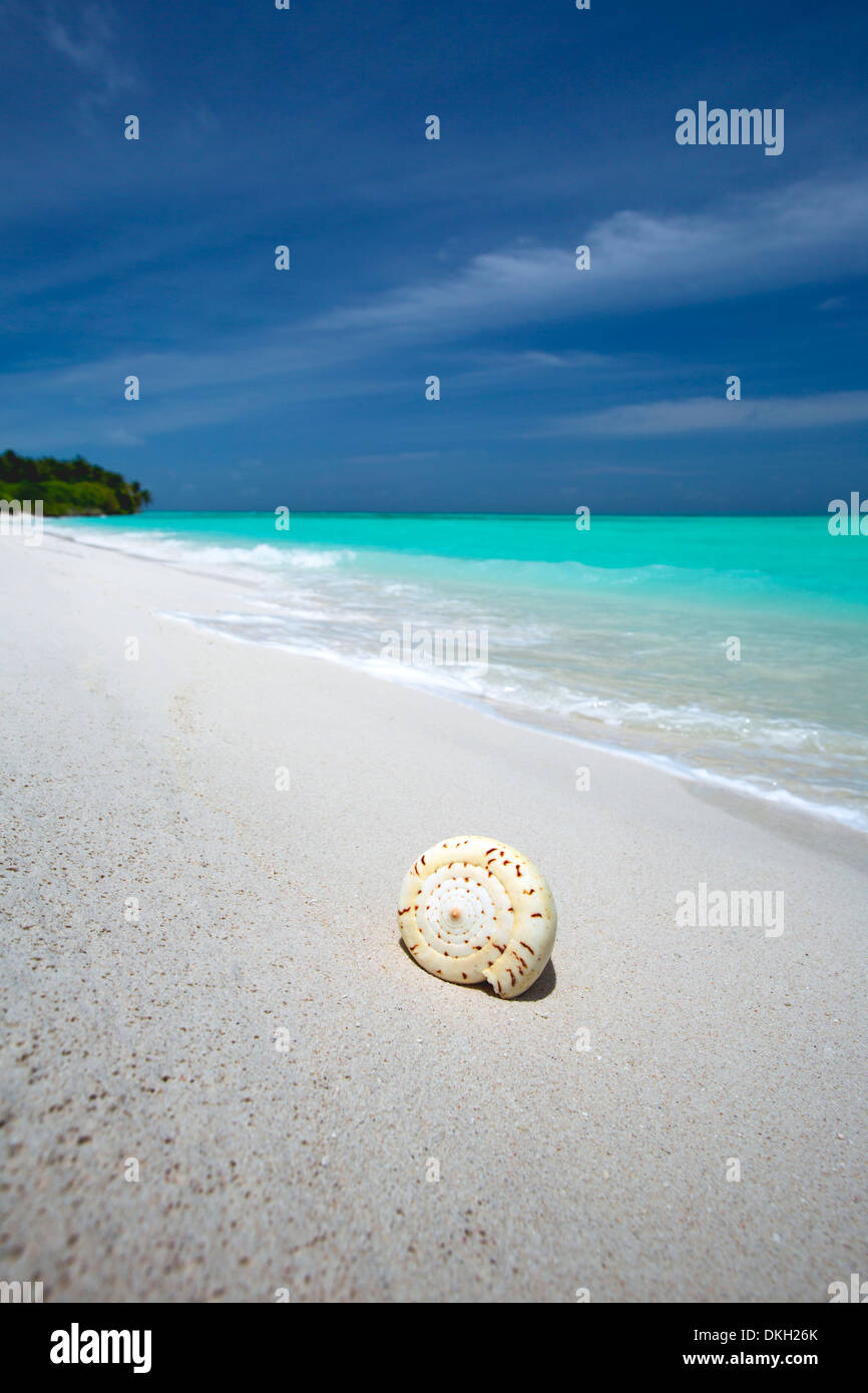 Shell on tropical beach, Maldives, Indian Ocean, Asia Stock Photo