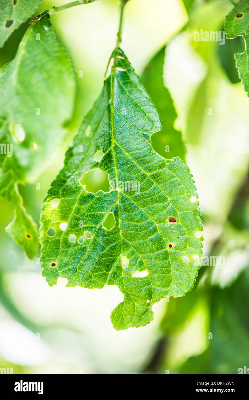 Green leaves on tree in garden eaten by insects Stock Photo