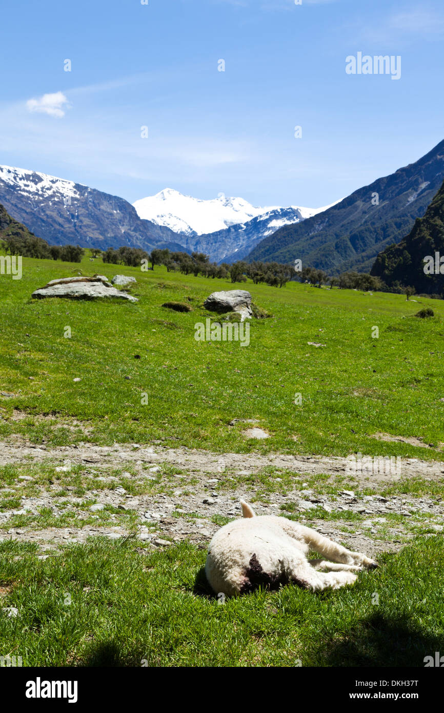 A lamb lies dead in a pasture on New Zealand's South Island Stock Photo