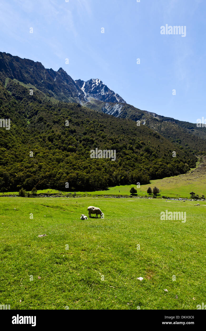Typical sheep farming country in lush farmlands New Zealand's South Island Stock Photo