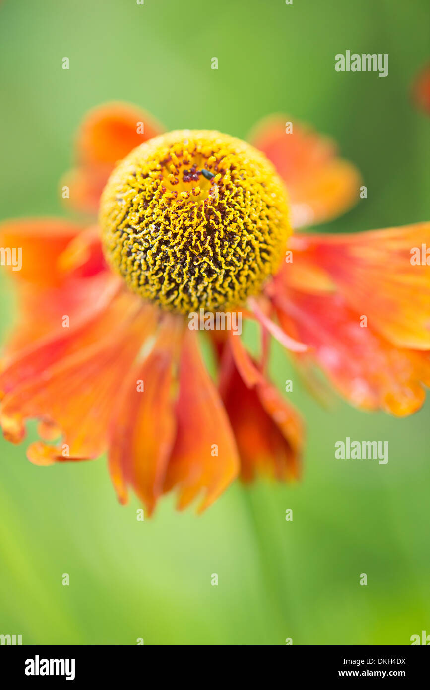Close up with selective focus of flower growing in garden Stock Photo