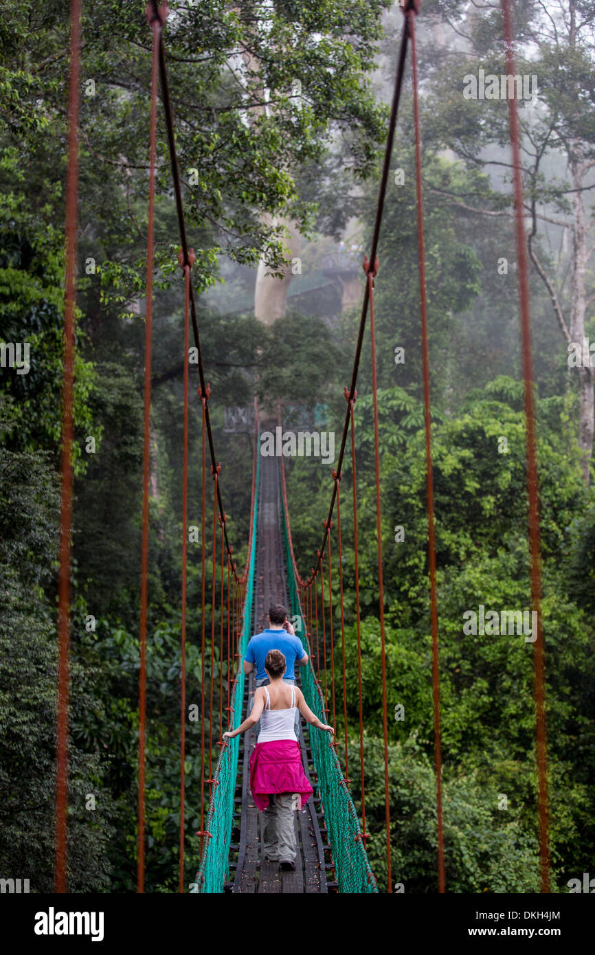 Tourists on the canopy walkway in Danum Valley, Sabah, Malaysian Borneo, Malaysia, Southeast Asia, Asia Stock Photo