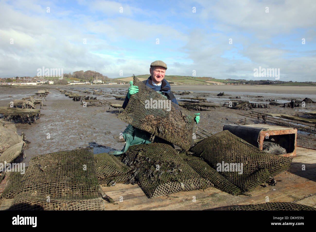 Oyster farmer Robert Graham harvesting Dundrum Bay Oysters Stock Photo