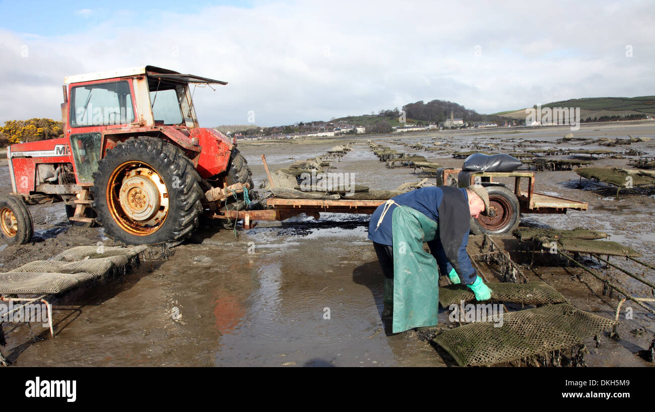 Oyster farmer Robert Graham harvesting Dundrum Bay Oysters at low tide Stock Photo