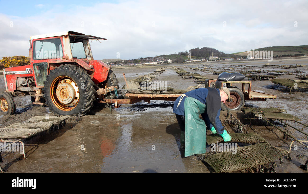 Dundrum Oysters High Resolution Stock Photography and Images - Alamy