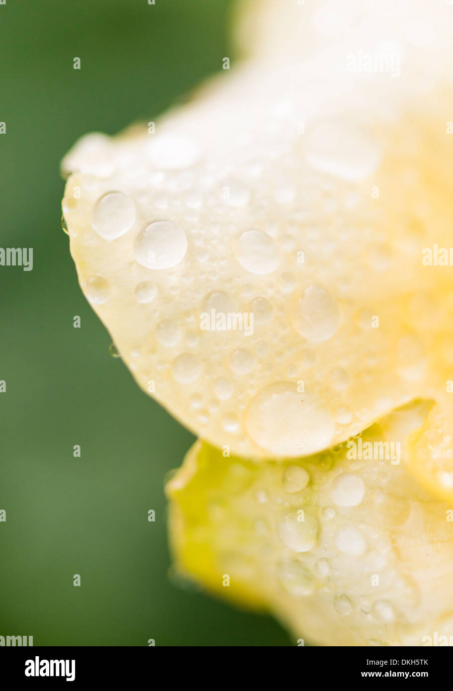 Close up of wet yellow rose petals covered in raindrops Stock Photo