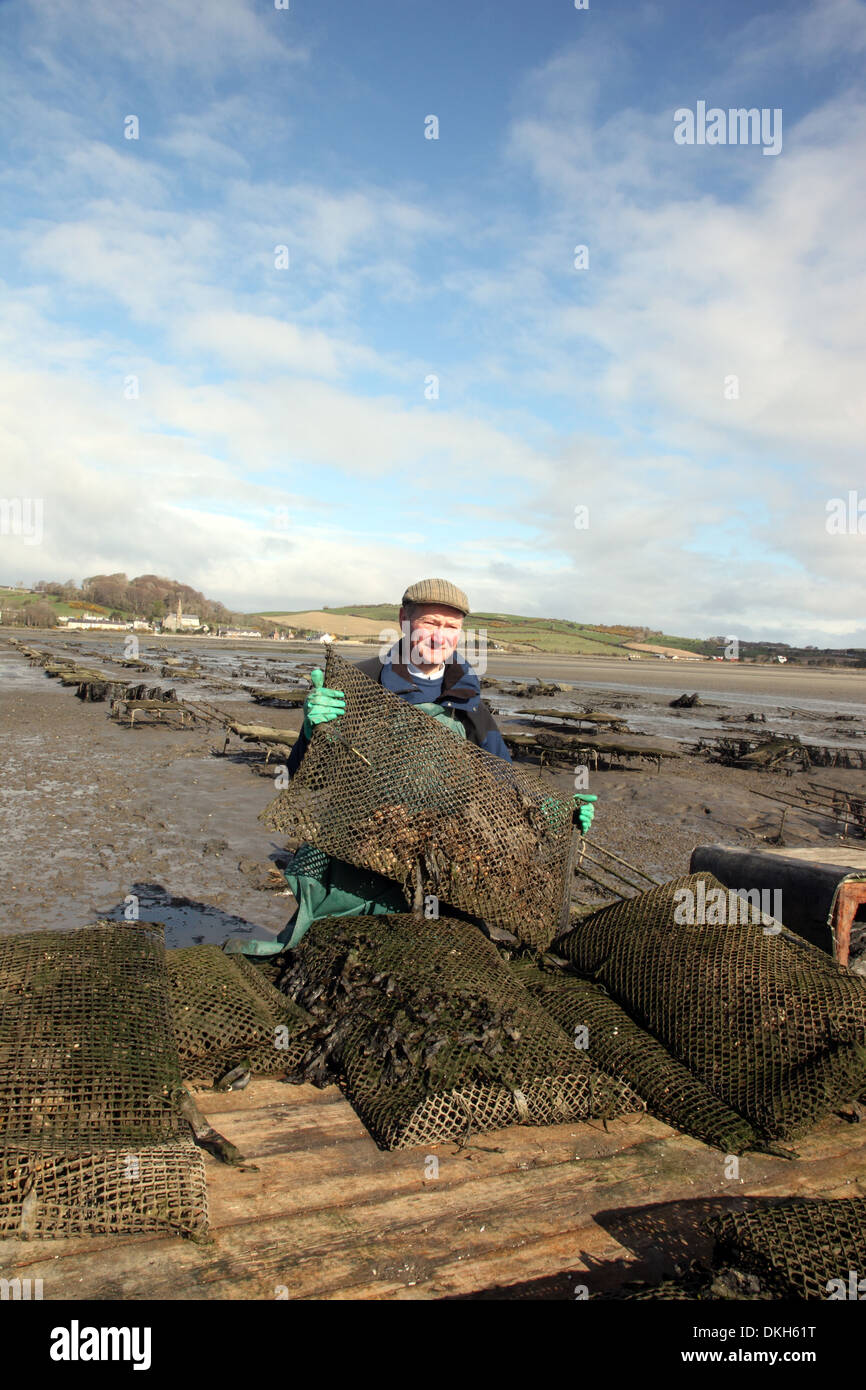 Oyster farmer Robert Graham harvesting Dundrum Bay Oysters Stock Photo