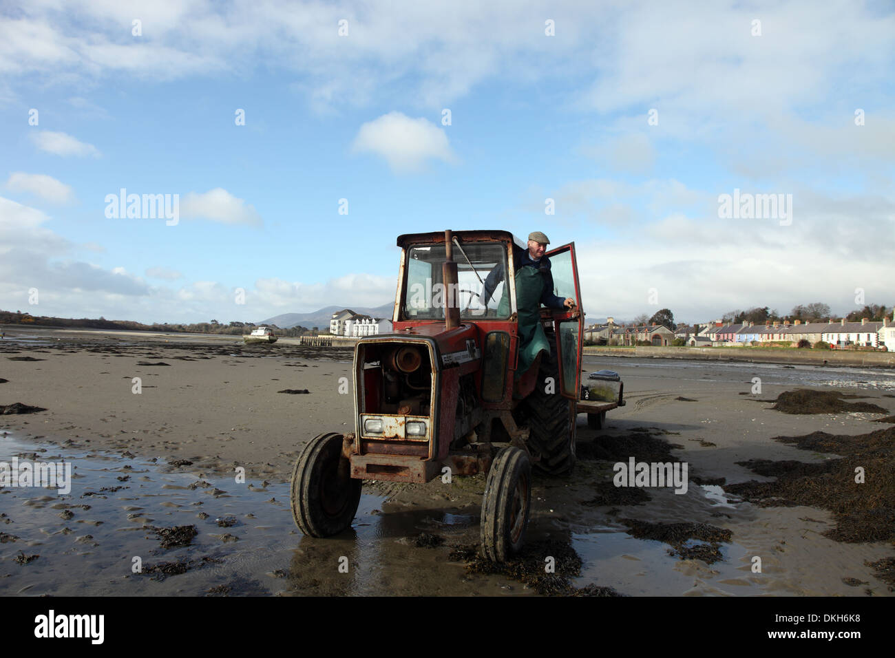 Oyster farmer Robert Graham about to harvest Dundrum Bay Oysters at low tide, Dundrum Bay, Co. Down, Northern Ireland Stock Photo