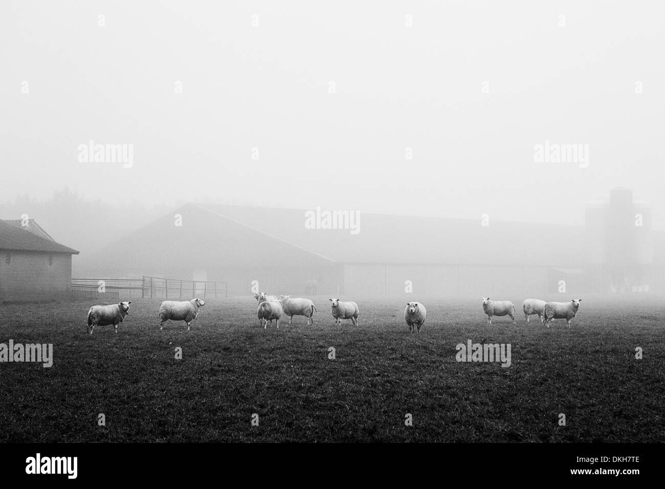 Landscape black and white with sheep in the mist in front of a farm on a foggy day in the Netherlands Stock Photo