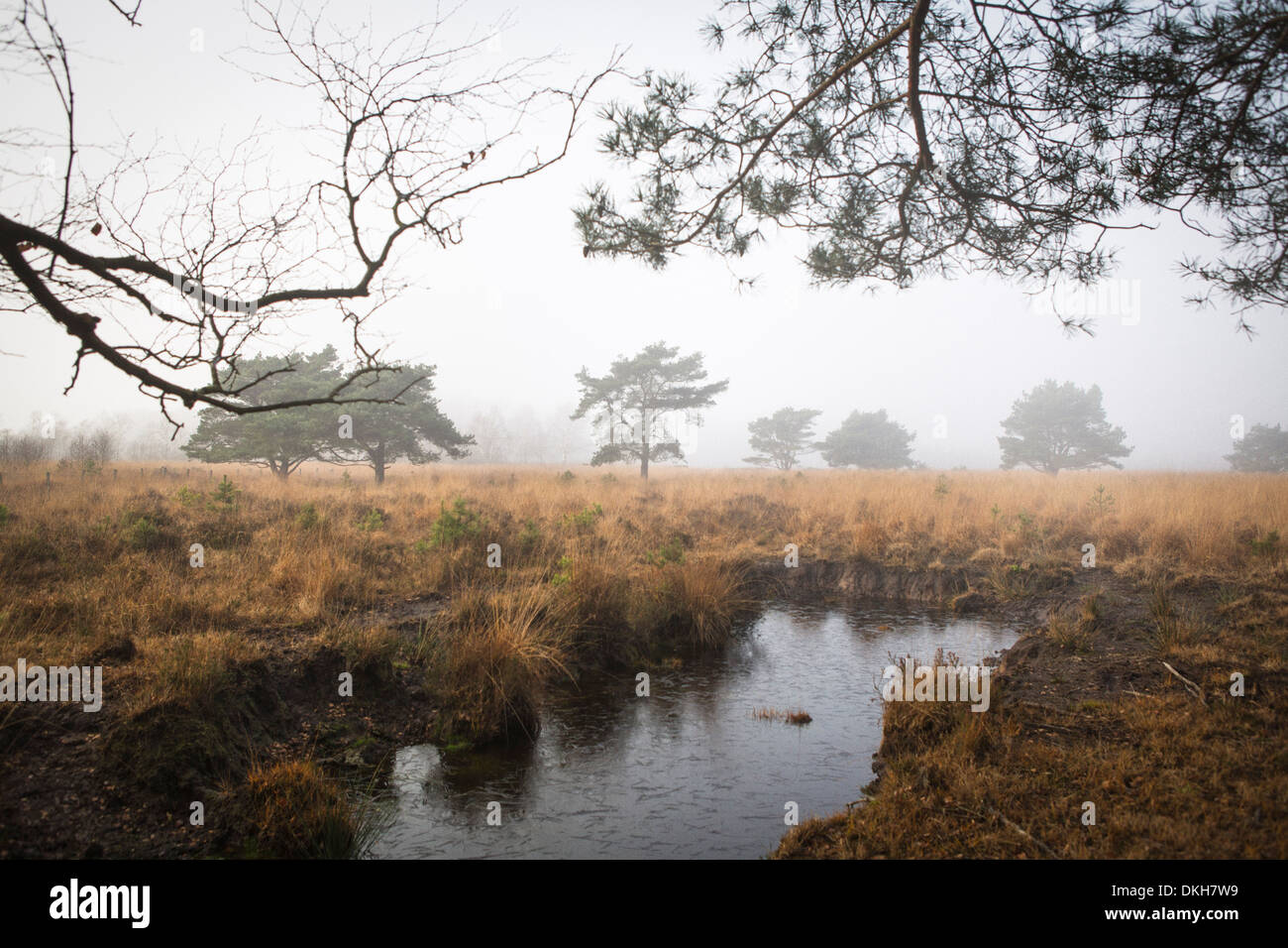 Landscape National Park "de Groote Peel" in the Netherlands on a foggy day. In front a hole where peat has been dug. Stock Photo