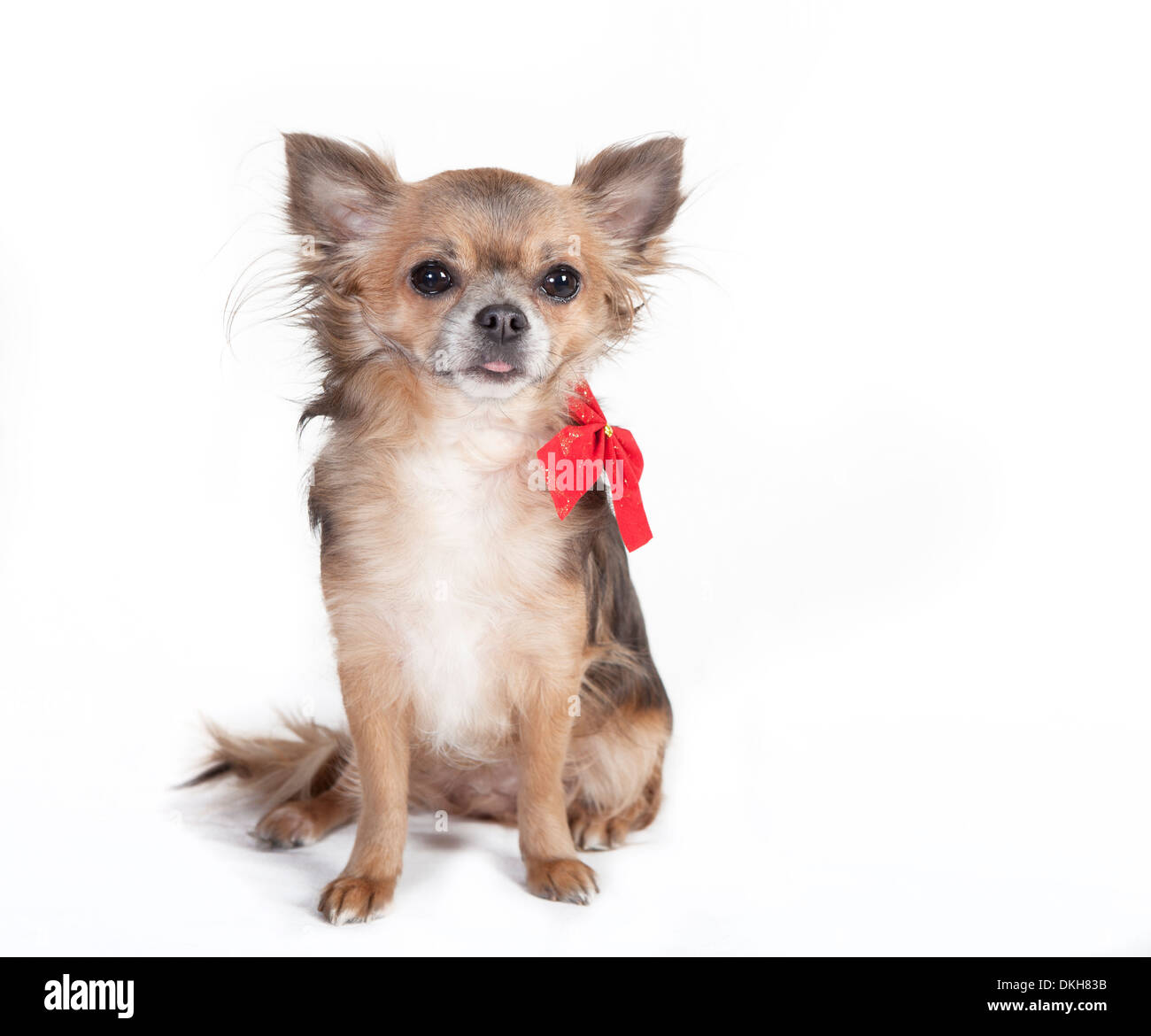 small chihuahua dog sitting dog with red ribbon decorated, background white Stock Photo