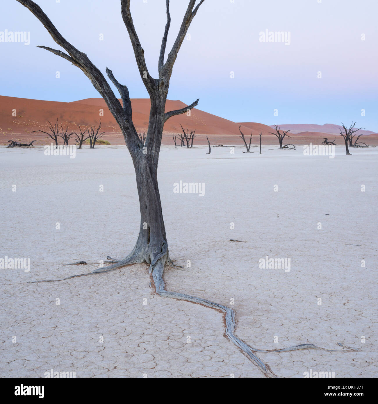 The gentle light of dawn on the Camelthorn trees of Deadvlei,  Namib Naukluft, Namibia, Africa Stock Photo