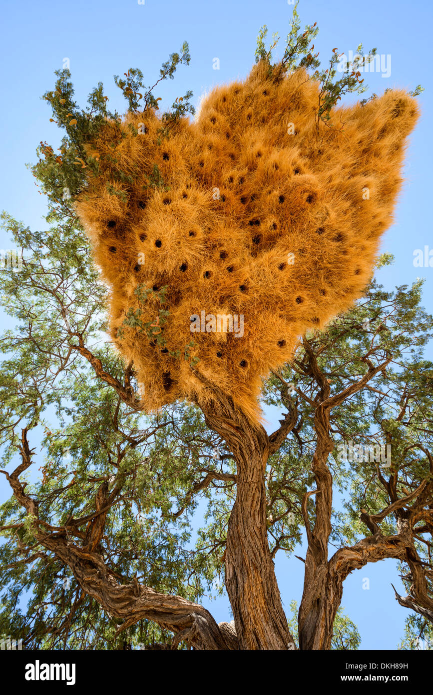 Weaver bird nest hires stock photography and images Alamy