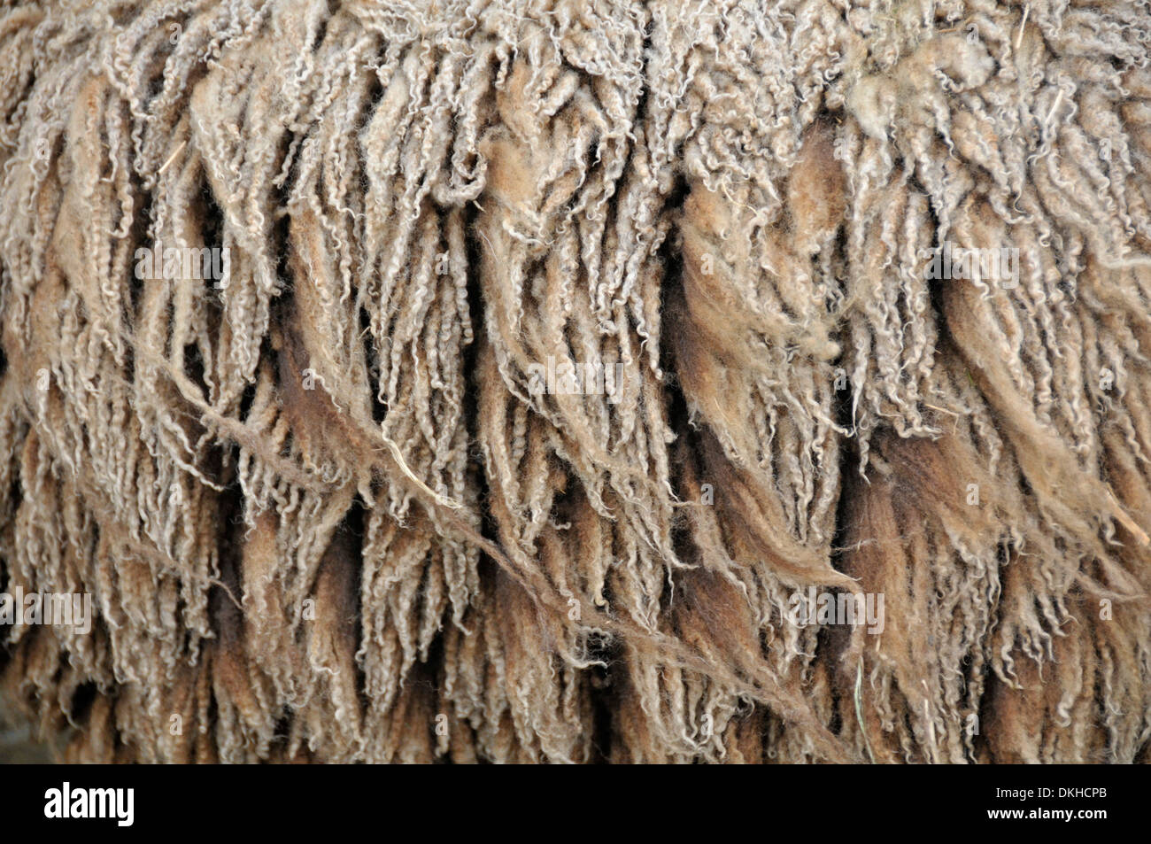 Shetland sheep - fleece about to be sheared. Stock Photo