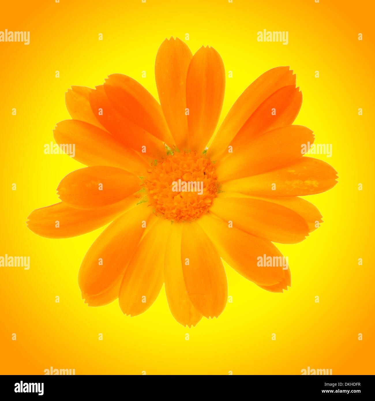 yellow daisy flower isolated on yellow background Stock Photo