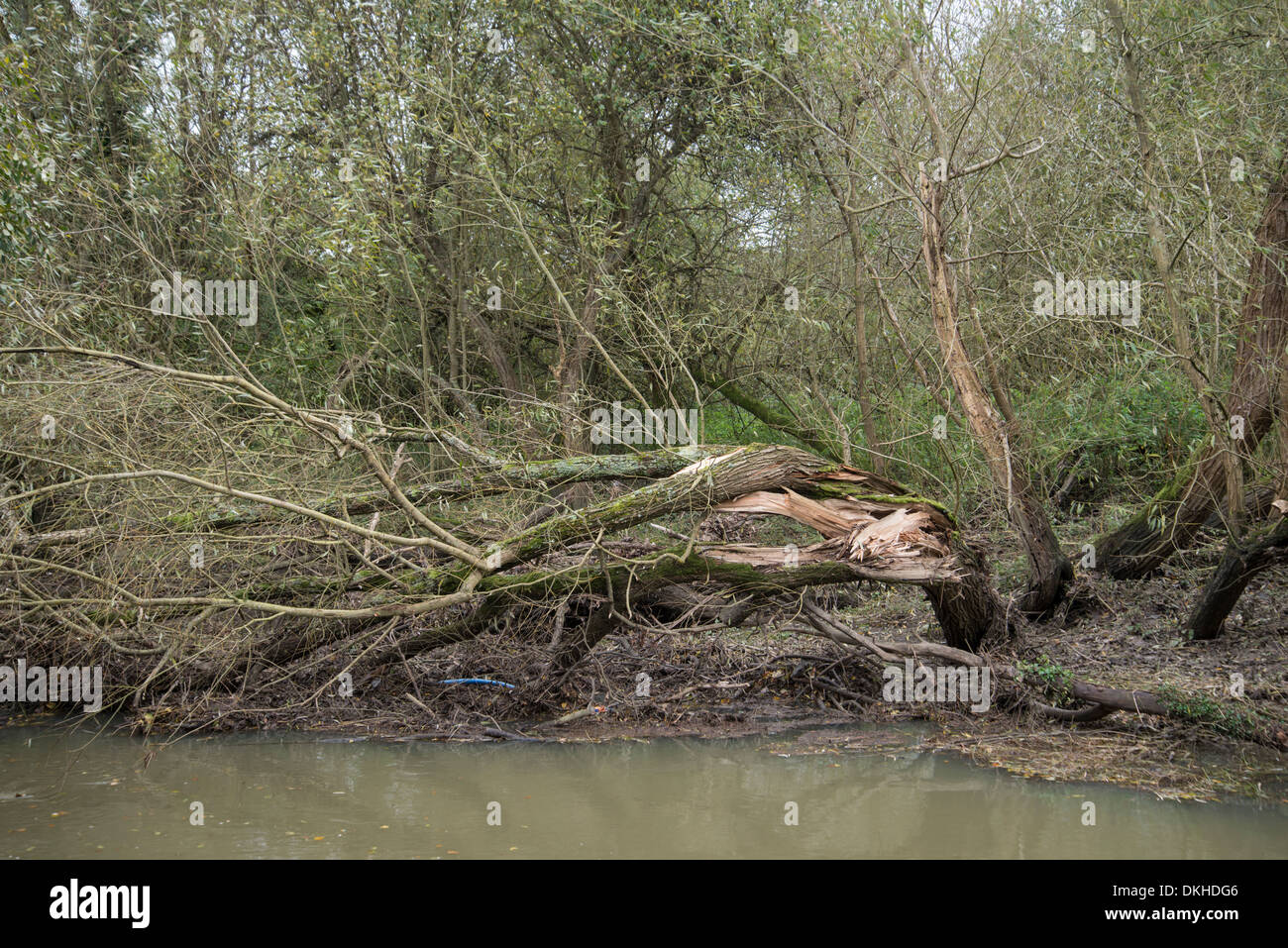 Willow Tree (Salix caprea) blown over by high wind, Surrey, England, November 2013 Stock Photo