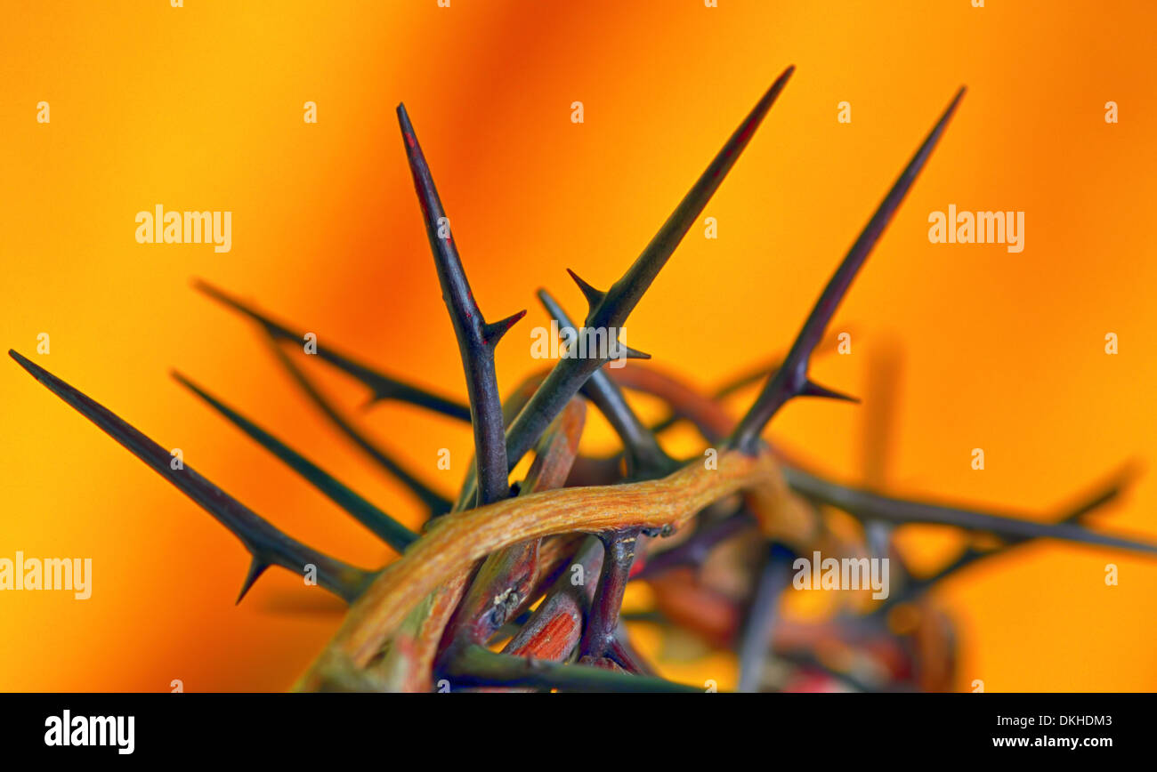 Crown of Thorns on orange background, isolated Stock Photo