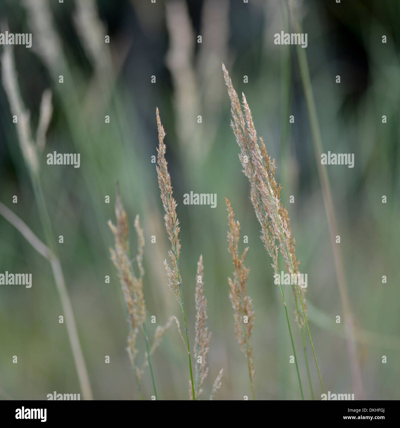 Close-up of Fox tail grass, Kenora, Lake of The Woods, Ontario, Canada Stock Photo