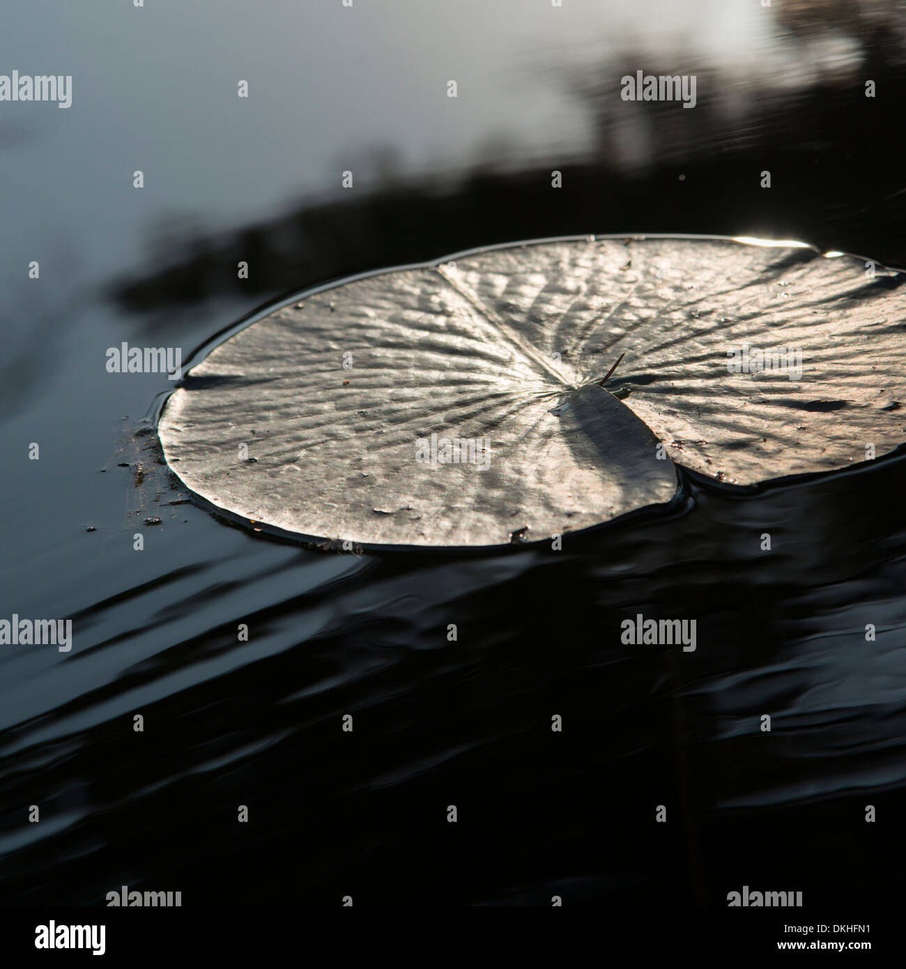 Lily pad floating in a lake, Kenora, Lake of The Woods, Ontario, Canada Stock Photo Alamy