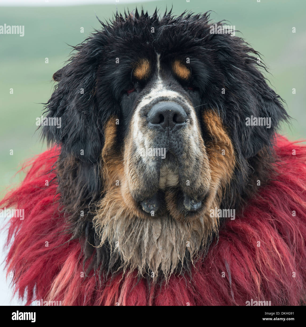 Close-up of a decorated Tibetan mastiff dog, Nagarze, Shannan, Tibet, China Stock Photo