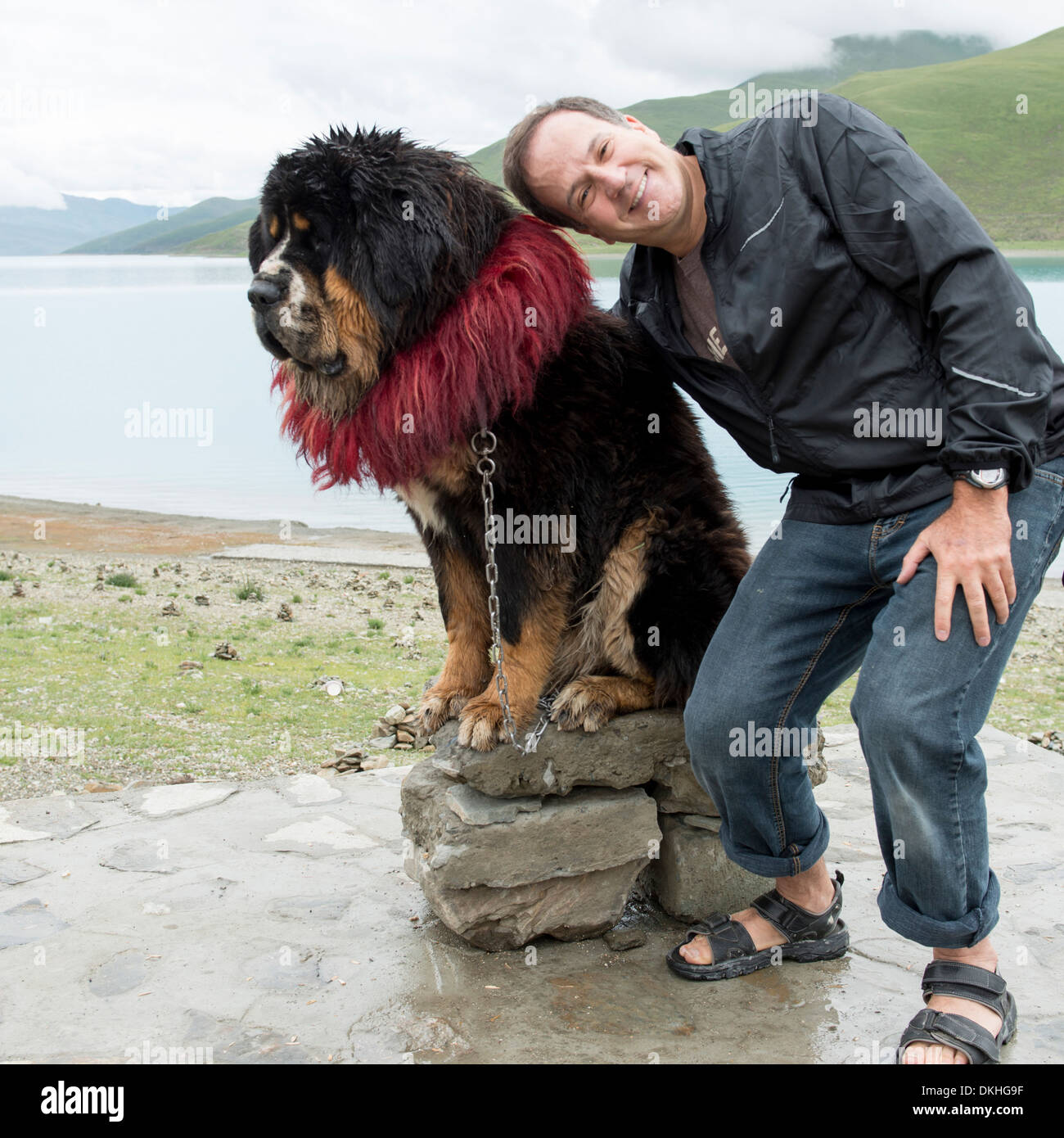 Man posing with decorated Tibetan mastiff dog at Yamdrok Lake, Nagarze, Shannan, Tibet, China Stock Photo