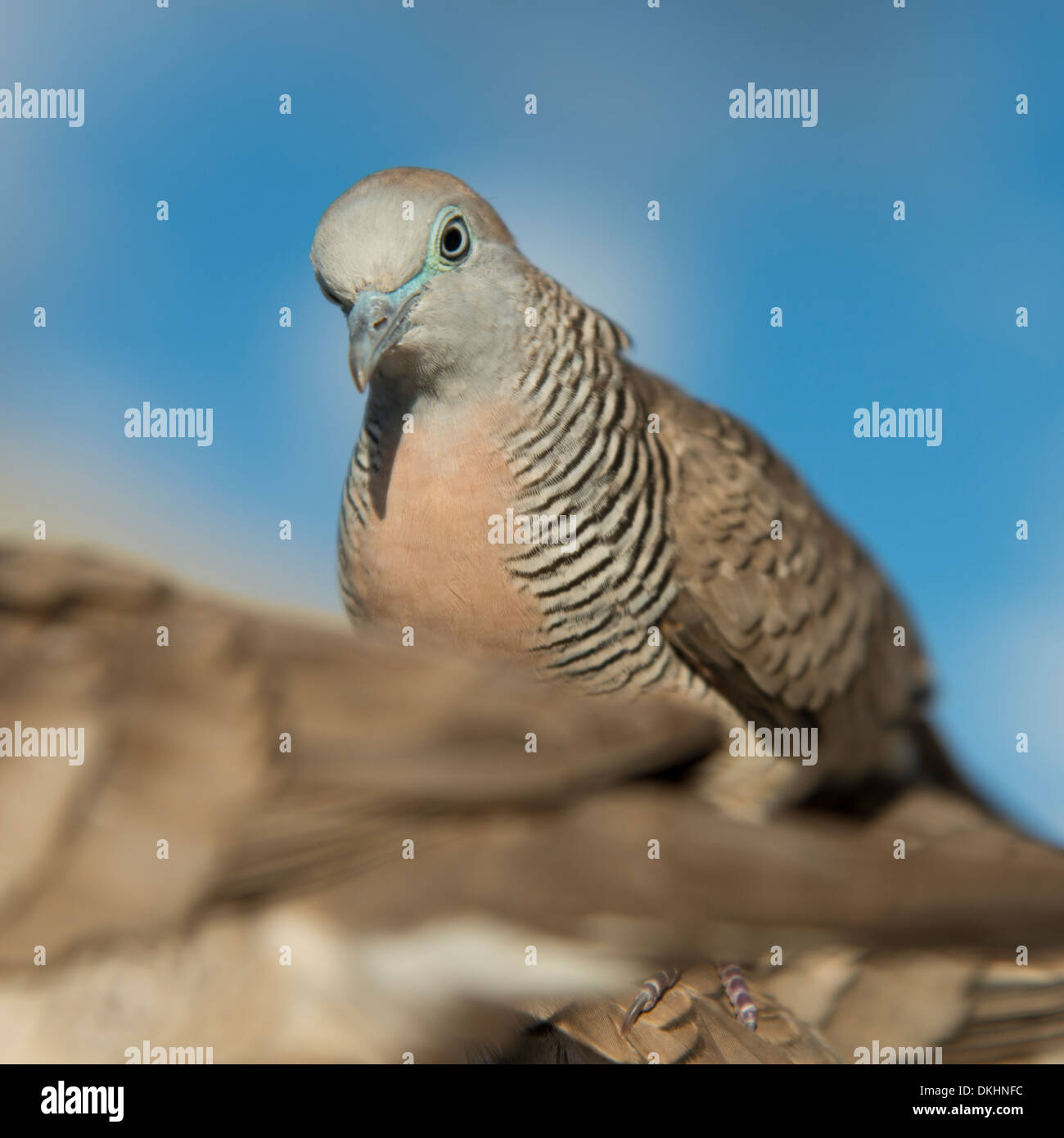 White pigeon in hawaii hires stock photography and images Alamy