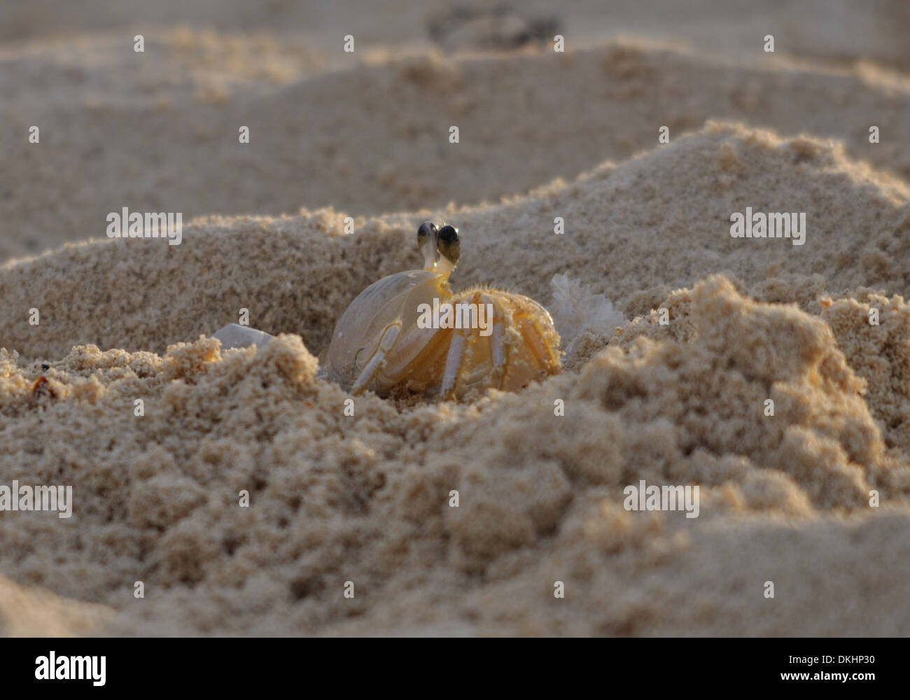 Sand crab emerging from its bolt hole in the sand, Mexico Stock Photo