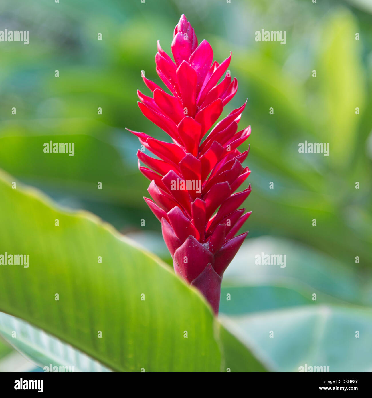 Flower plant tropical haleiwa oahu hires stock photography and images