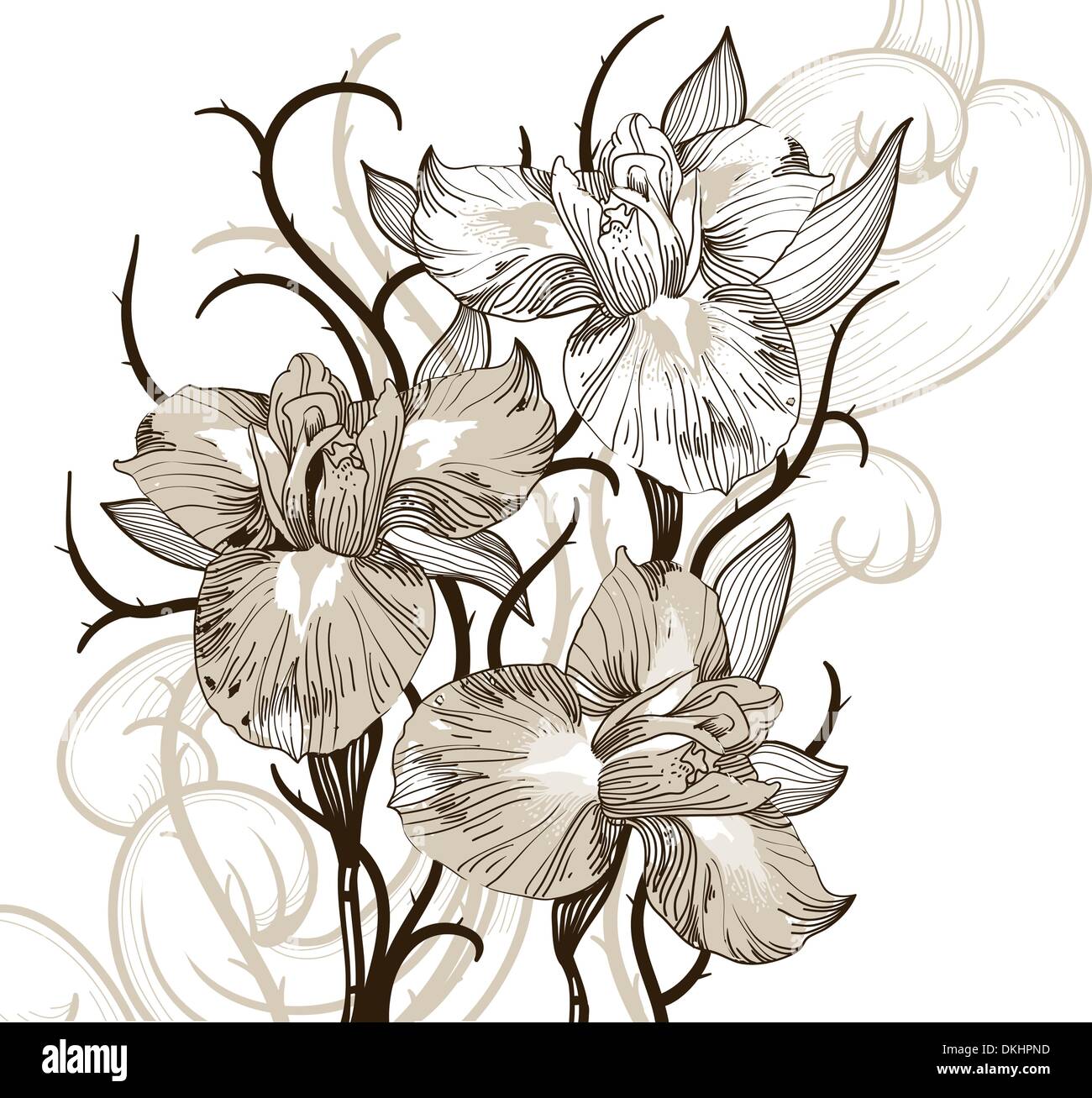 vector floral illustration of blooming irises Stock Vector Image & Art ...
