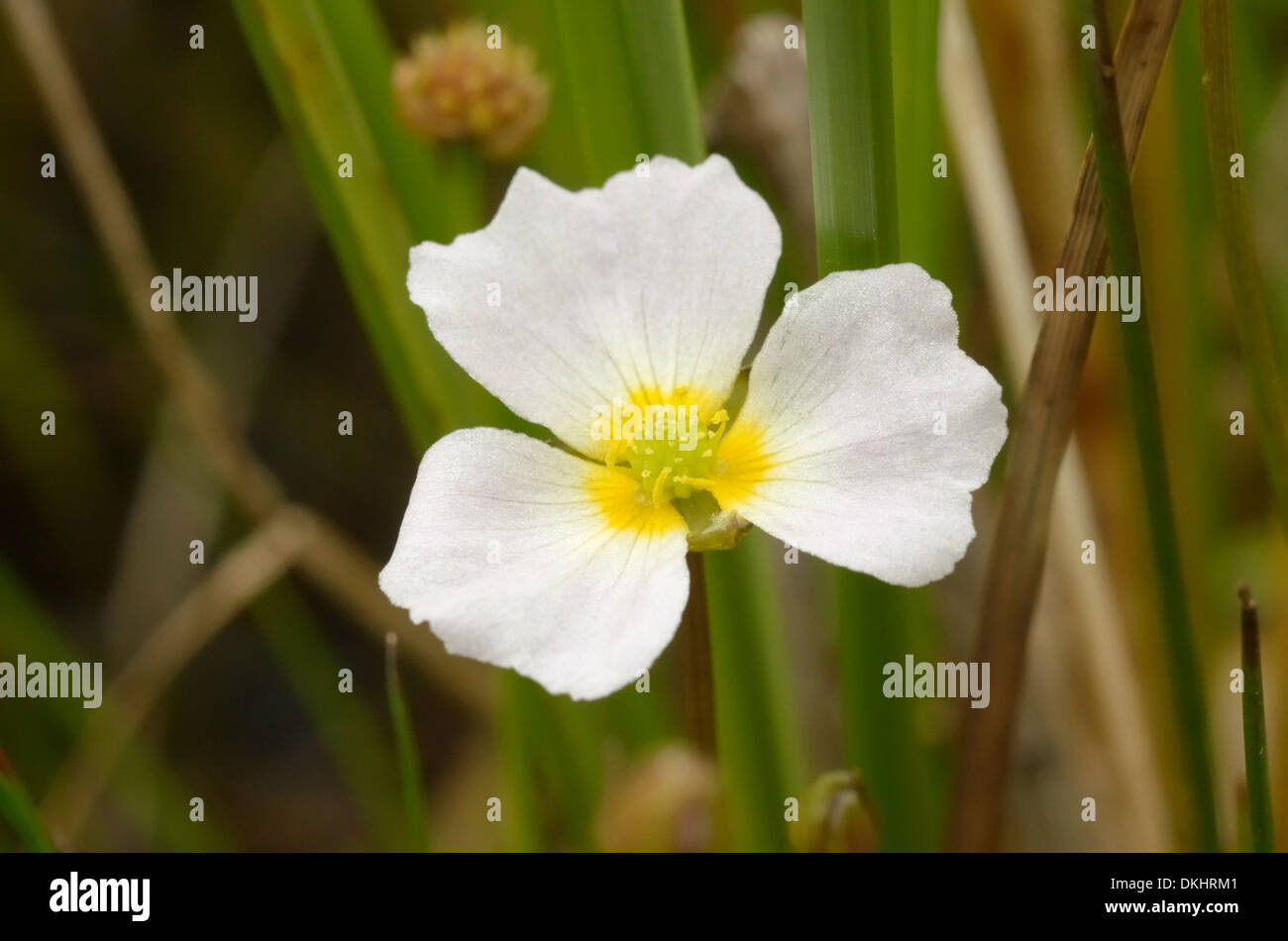 Lesser Water-plantain, Baldellia ranunculoides, flower Stock Photo