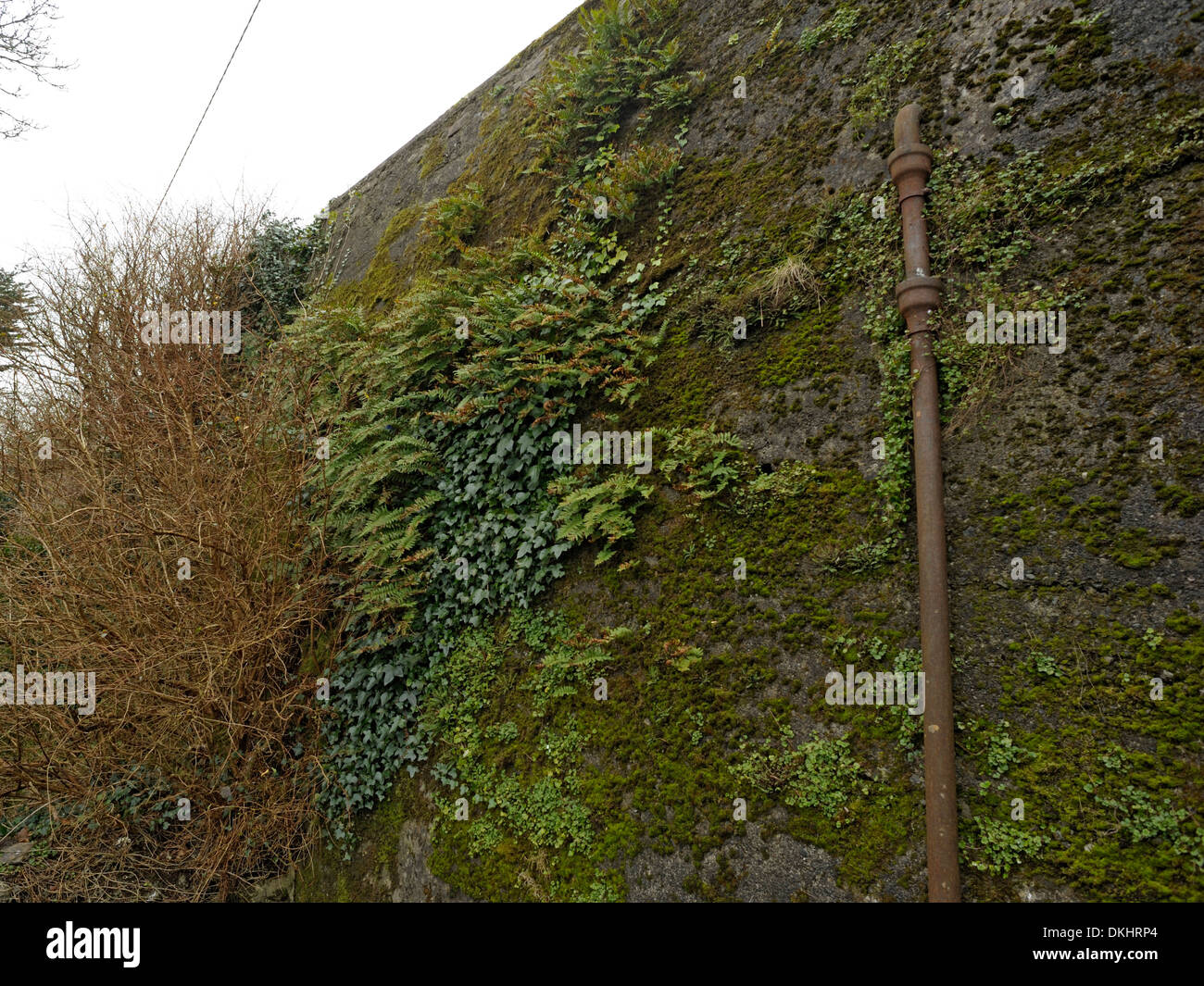 Ferny wall Stock Photo