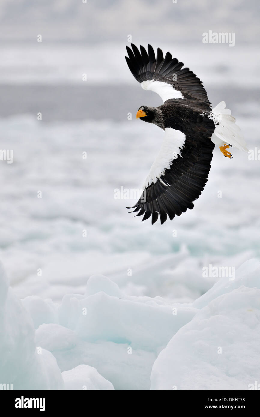 Steller's Sea Eagle (Haliaeetus pelagicus) flying over pack ice, Rausu, Hokkaido, Japan. Stock Photo