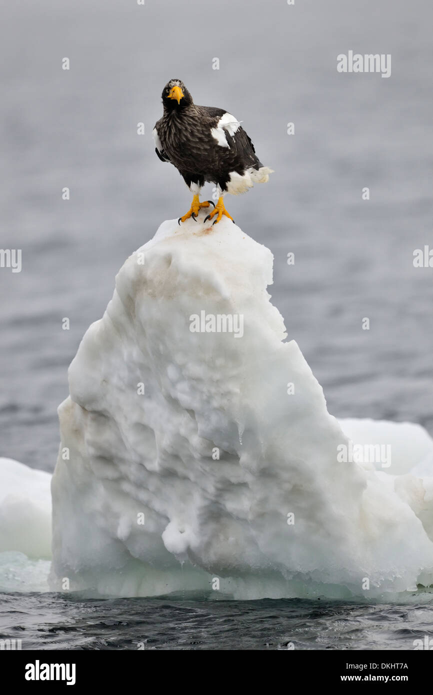 Steller's Sea Eagle (Haliaeetus pelagicus) standing on an ice block floating in the ocean, Rausu, Hokkaido, Japan. Stock Photo