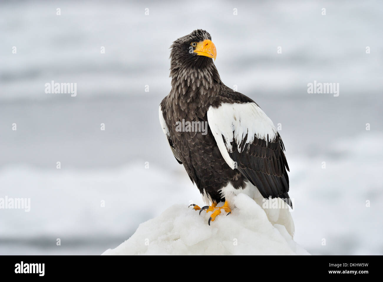 Steller's Sea Eagle (Haliaeetus pelagicus) standing on the pack ice, Rausu, Hokkaido, Japan. Stock Photo