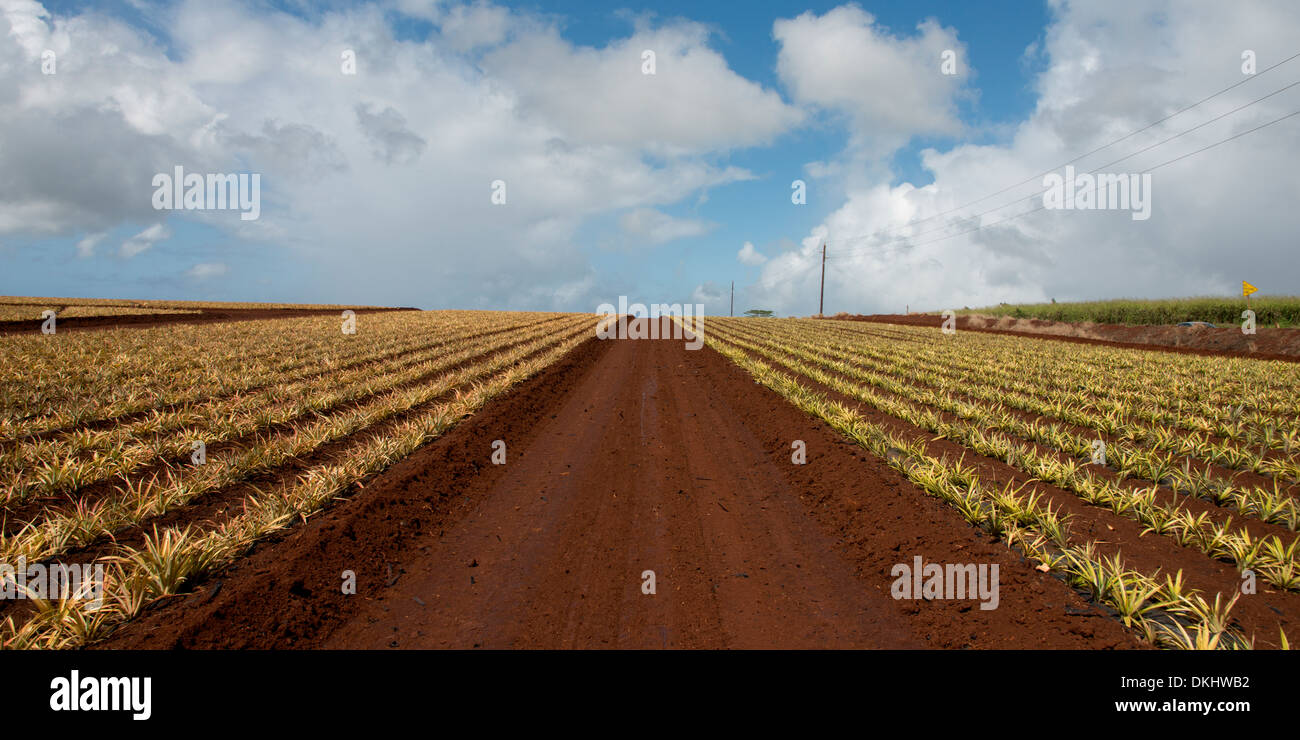 Pineapple fields, Haleiwa, North Shore, Oahu, Hawaii, USA Stock Photo